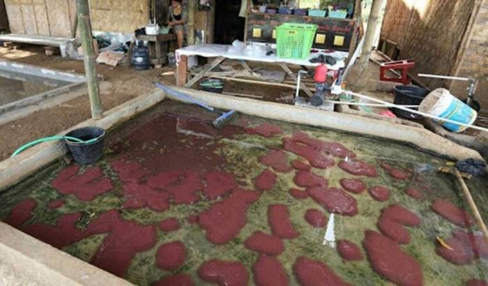Blower Kandang Ayam di Karanglewas, Banyumas