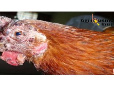 Penyakit Ayam Lengkap di Wangon, Banyumas