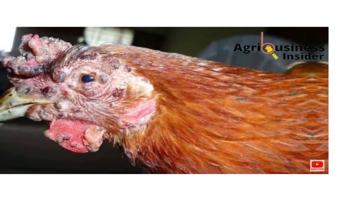 Penyakit Ayam Lengkap di Wangon, Banyumas