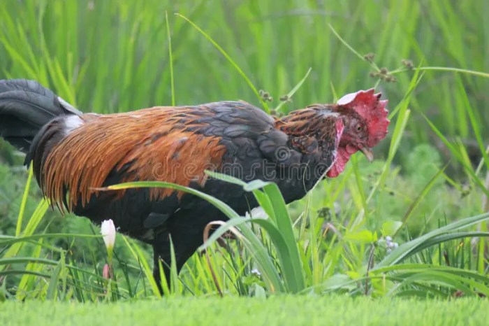 Ayam Bangkok Juara di Puring, Kebumen