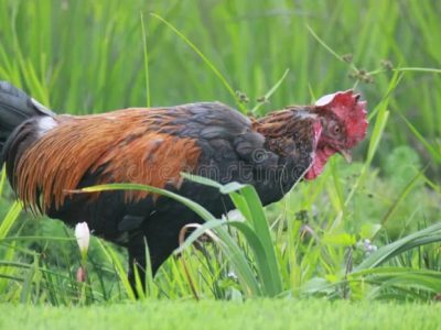Ayam Bangkok Juara di Puring, Kebumen