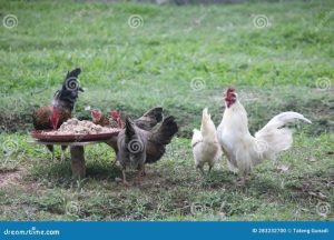Diskusi Ayam Bangkok di Bonorowo, Kebumen yang Menarik