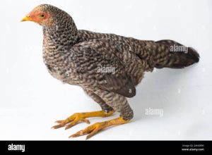 Ayam Kampung Cepat Besar di Karangsambung, Kebumen