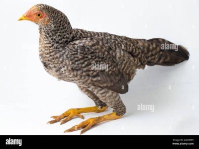 Ayam Kampung Cepat Besar di Karangsambung, Kebumen