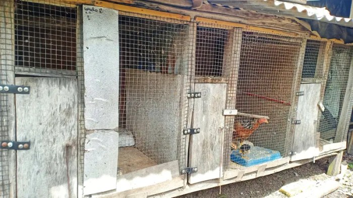 Cara Membuat Kandang Ayam di Kebumen, Kabupaten Kebumen