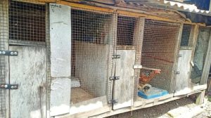 Cara Membuat Kandang Ayam di Kebumen, Kabupaten Kebumen