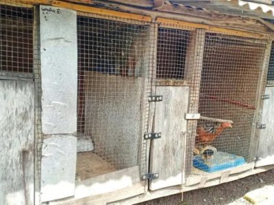 Cara Membuat Kandang Ayam di Kebumen, Kabupaten Kebumen