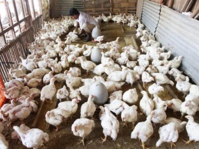 Bisnis Ayam Petelur di Purwokerto Selatan, Banyumas