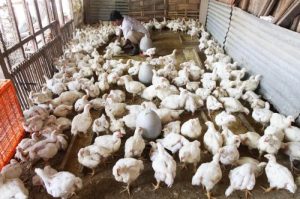 Modal Ternak Ayam di Grabag, Purworejo yang Menjanjikan
