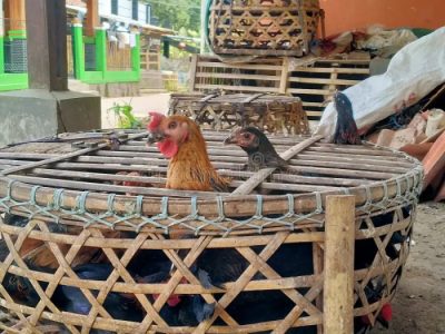 Kandang Ayam Petelur di Butuh, Purworejo