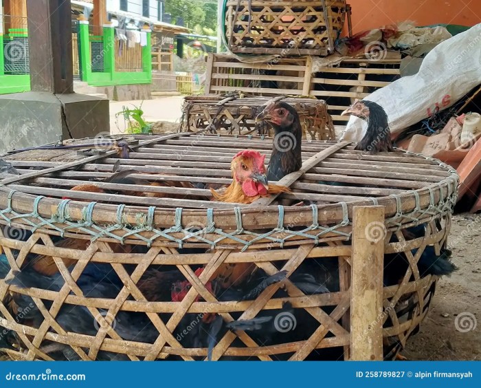 Kandang Ayam Petelur di Lumbir, Banyumas