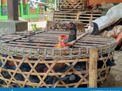 Kandang Ayam Petelur di Lumbir, Banyumas