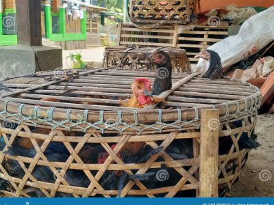 Kandang Ayam Petelur di Rawalo, Banyumas