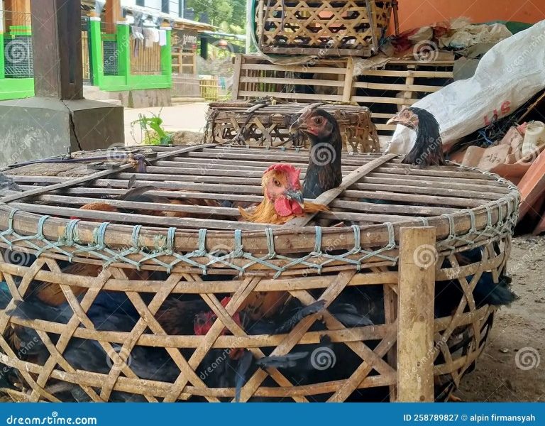 Kandang Ayam Petelur di Rawalo, Banyumas