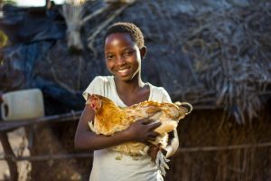 Ternak Ayam Rumahan di Klirong, Kebumen yang Menguntungkan