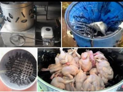 Ayam Cacingan di Pejagoan, Kebumen