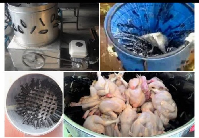 Ayam Cacingan di Pejagoan, Kebumen