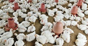 Harga Ayam Broiler di Alian, Kebumen Terbaru dan Analisis