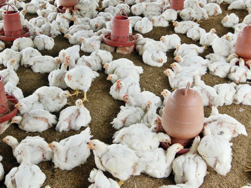 Harga Ayam Broiler di Alian, Kebumen