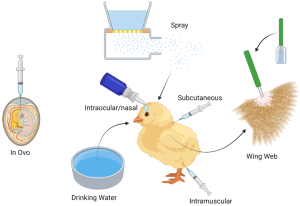 Obat Ayam Ngorok di Karangsambung, Kebumen yang Ampuh