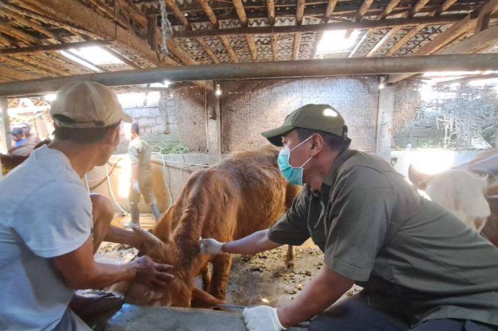 Vaksin Ayam Lengkap di Jatilawang, Banyumas