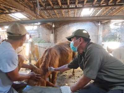 Vaksin Ayam Lengkap di Jatilawang, Banyumas
