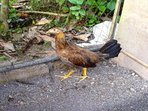 Kandang Ayam Kampung di Alian, Kebumen yang Unik