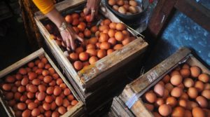 Harga Telur Hari Ini di Bener, Purworejo Terbaru