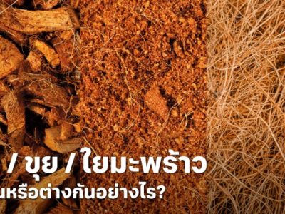 Cara Ternak Ayam Petelur di Purwodadi, Purworejo
