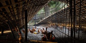 Kandang Ayam Modern di Banyuurip, Purworejo yang Efisien
