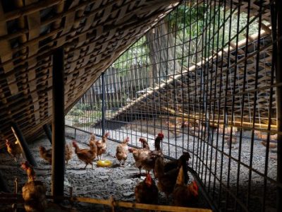 Kandang Ayam Modern di Banyuurip, Purworejo